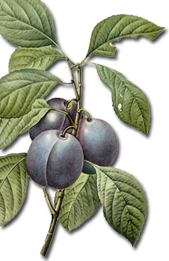 Dover Plum