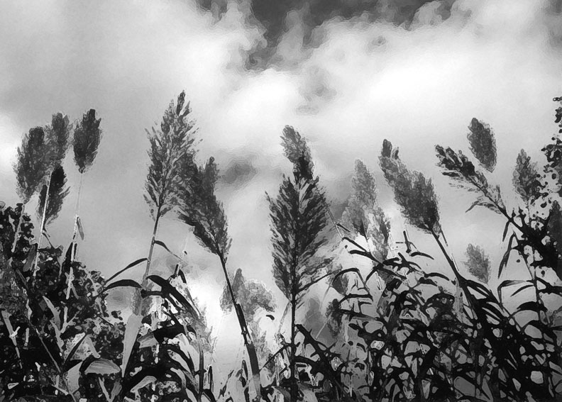grasses gray photo by alexandria levin