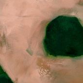 Azalea painting detail by Alexandria Levin