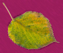 leaf one
