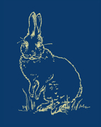 rabbit clip art